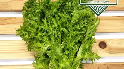 놓치면 후회! 유기농 치커리 초특가 득템 후기 🌱